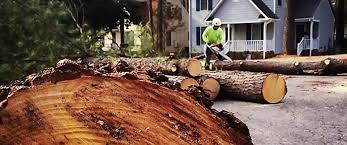 Wynantskill, NY Tree Removal Company