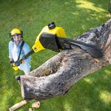 Best Tree Health Inspection  in Wynantskill, NY