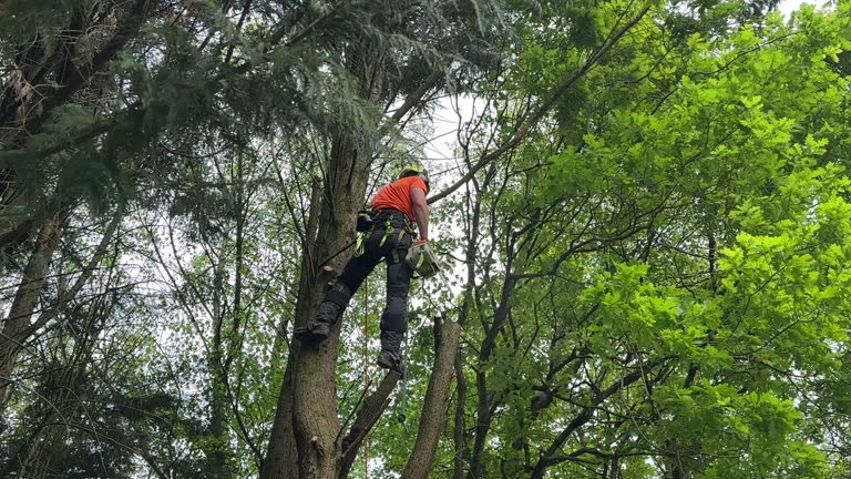 Best Tree Mulching  in Wynantskill, NY