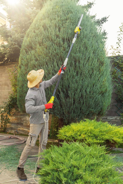 Best Lawn Disease Treatment  in Wynantskill, NY