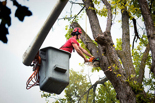 Best Fruit Tree Pruning  in Wynantskill, NY