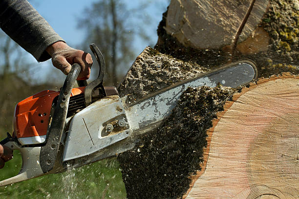Best Lawn Dethatching  in Wynantskill, NY